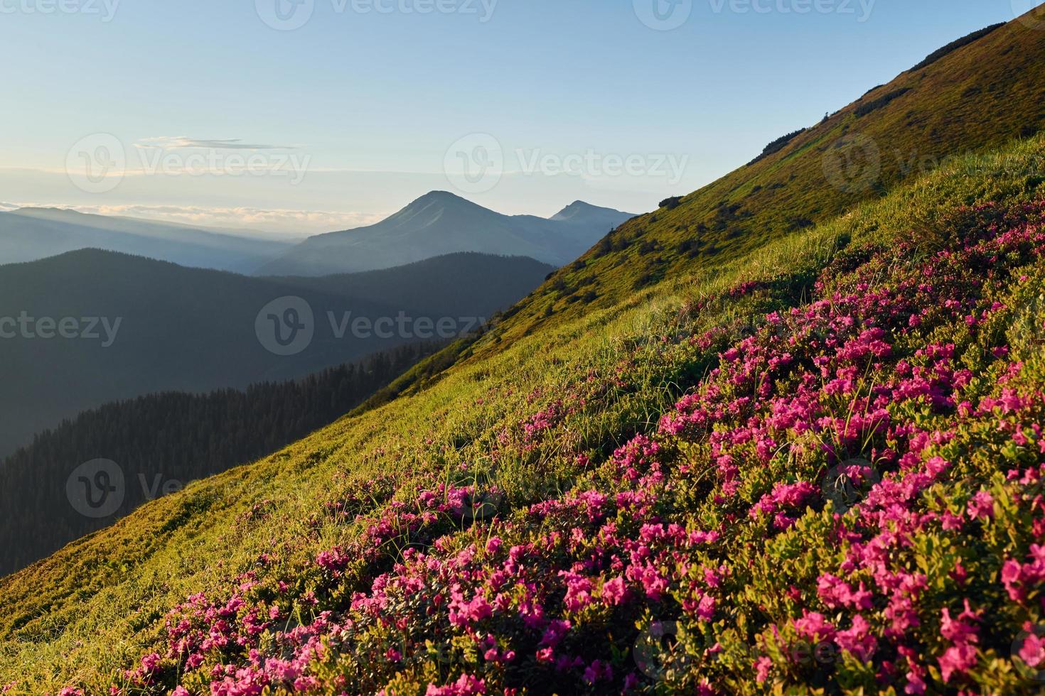 Violet flowers blooming. Majestic Carpathian Mountains. Beautiful landscape of untouched nature photo