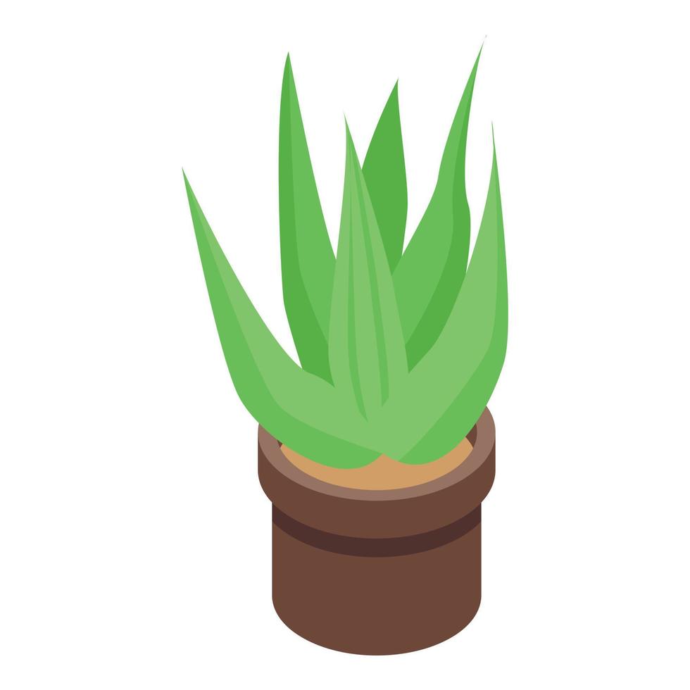 Aloe vera pot icon, isometric style vector
