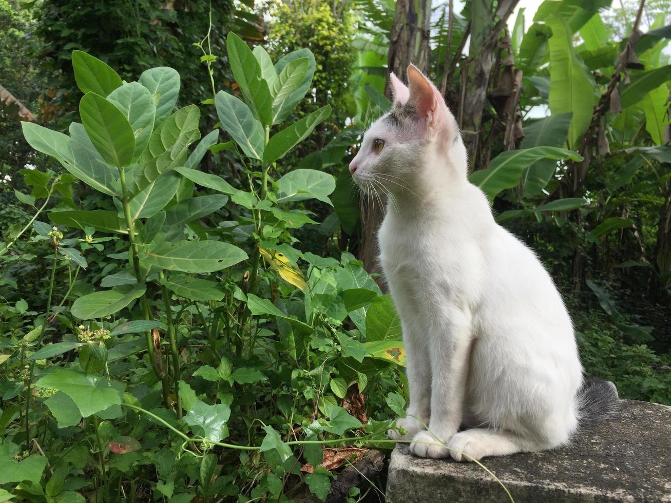 gato blanco visto de lado foto