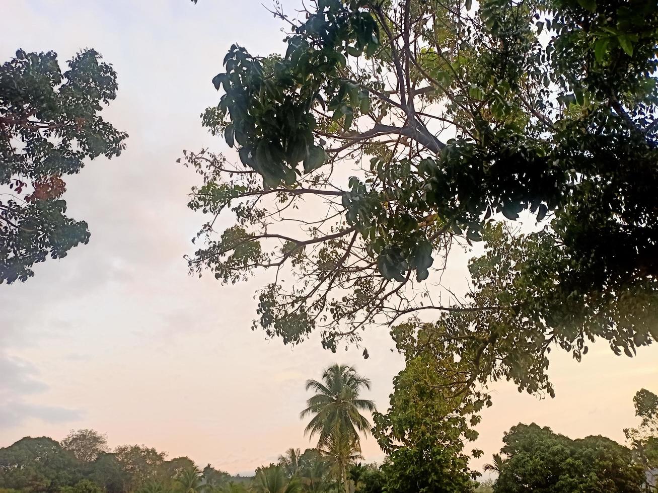 hermoso paisaje natural en el cielo azul, nubes blancas y muchos árboles verdes a su alrededor foto