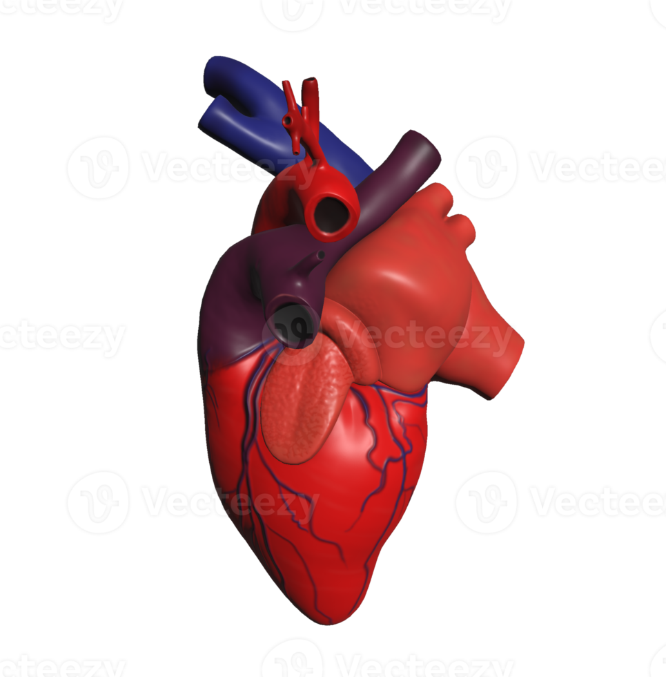 Minimalistic illustration of human heart 3d model png