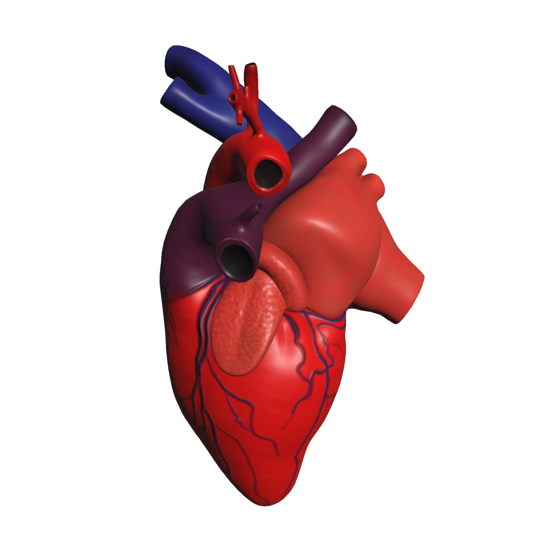 Minimalistic Illustration Of Human Heart 3d Model 15312030 Png