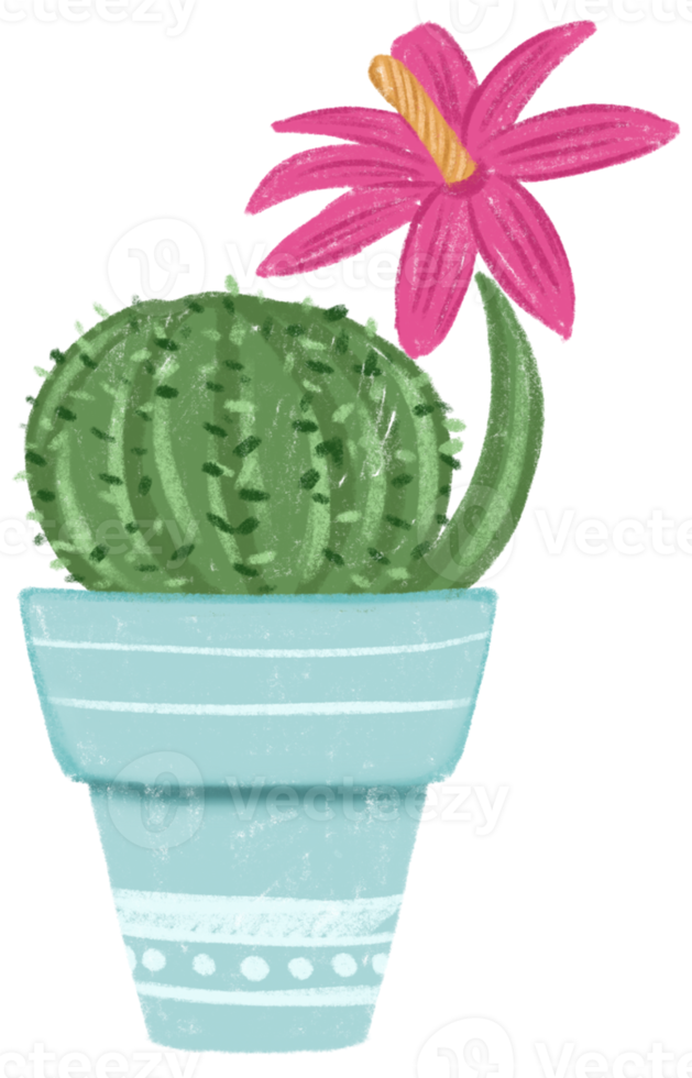 Free flor rosa de cactus en una olla azul 15313697 PNG with Transparent  Background