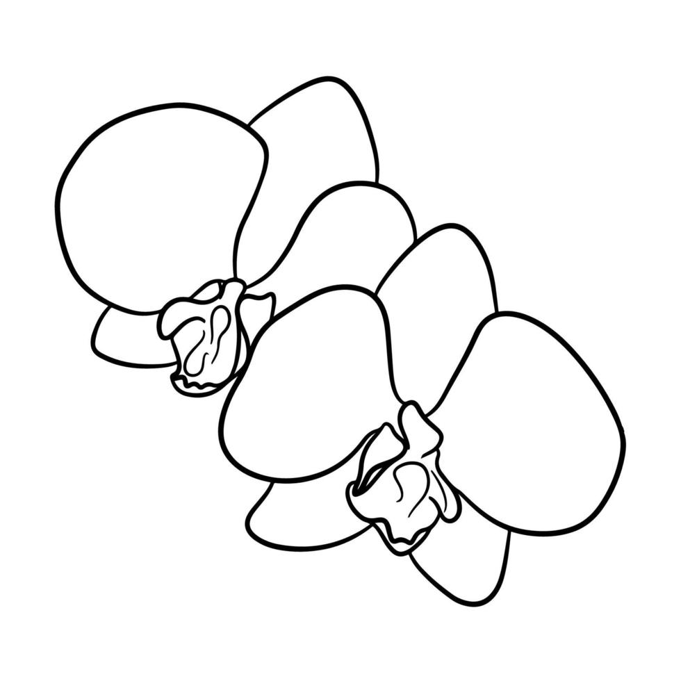 Two beautiful orchid flowers. Contour drawing, line art vector