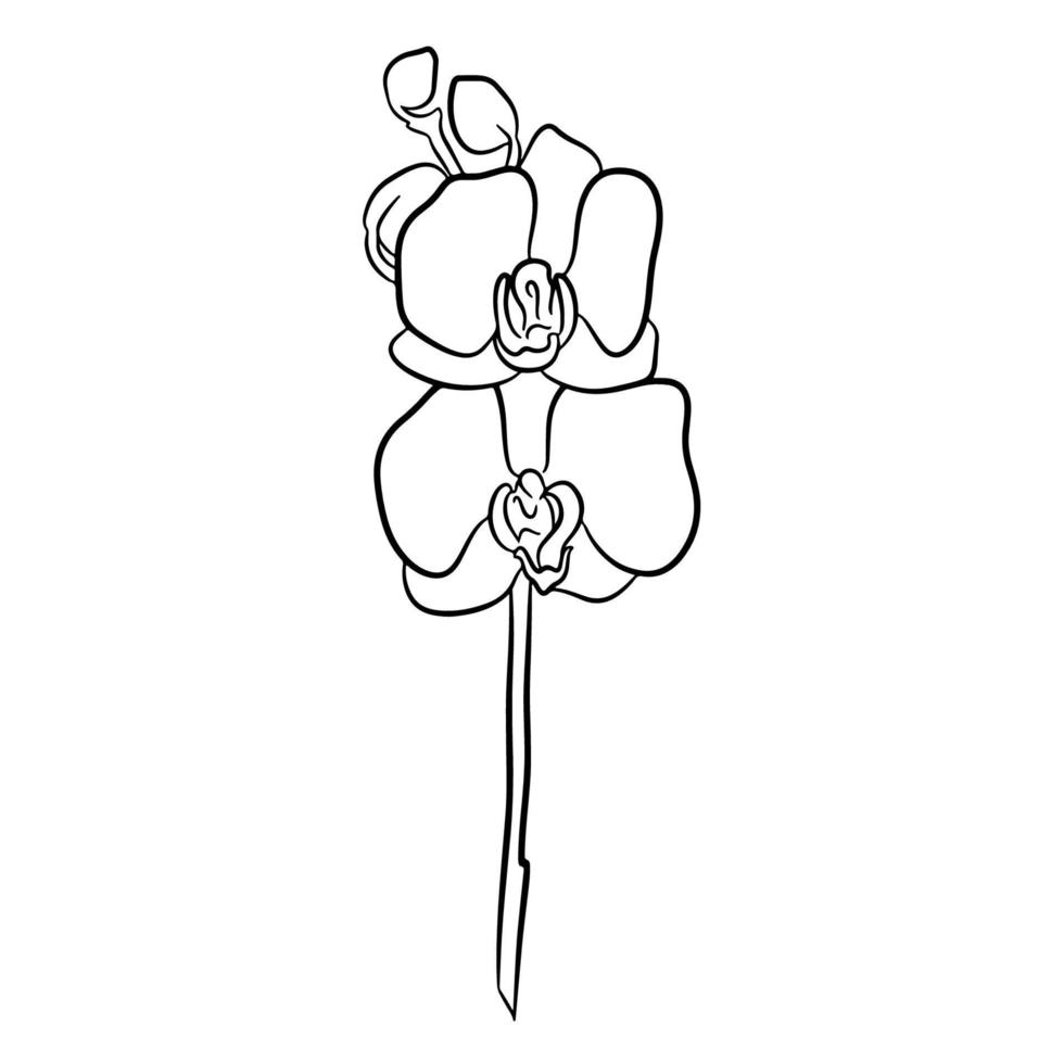 orquídea floreciente en la mano. dibujo de contorno, arte lineal vector