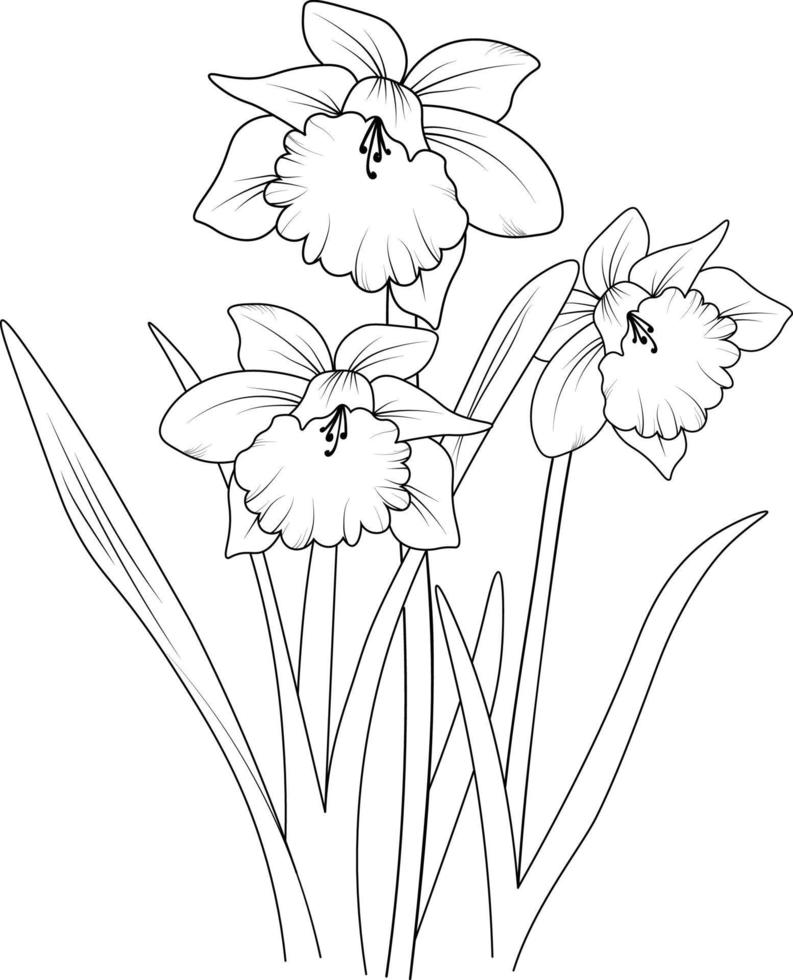 Daffodil blossom flowers and branch vector illustration. hand Drawing vector illustation for the coloring book or page Black and white engraved ink art, for kids or adults.