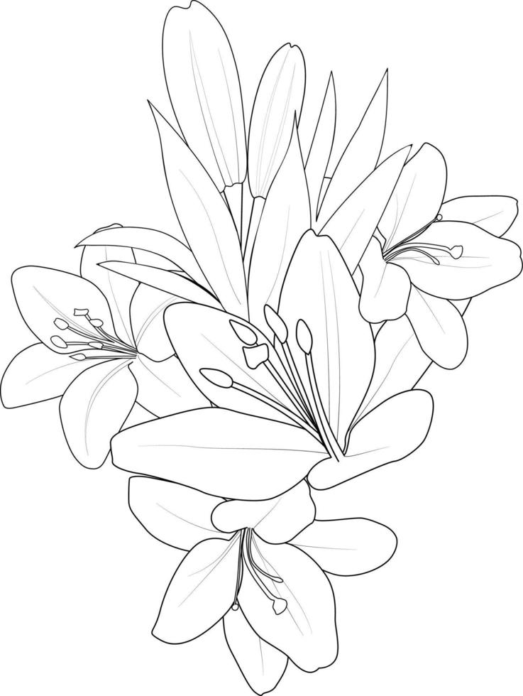 Lily flower Black outline drawing is perfect for coloring pages or books for children or adults. vector