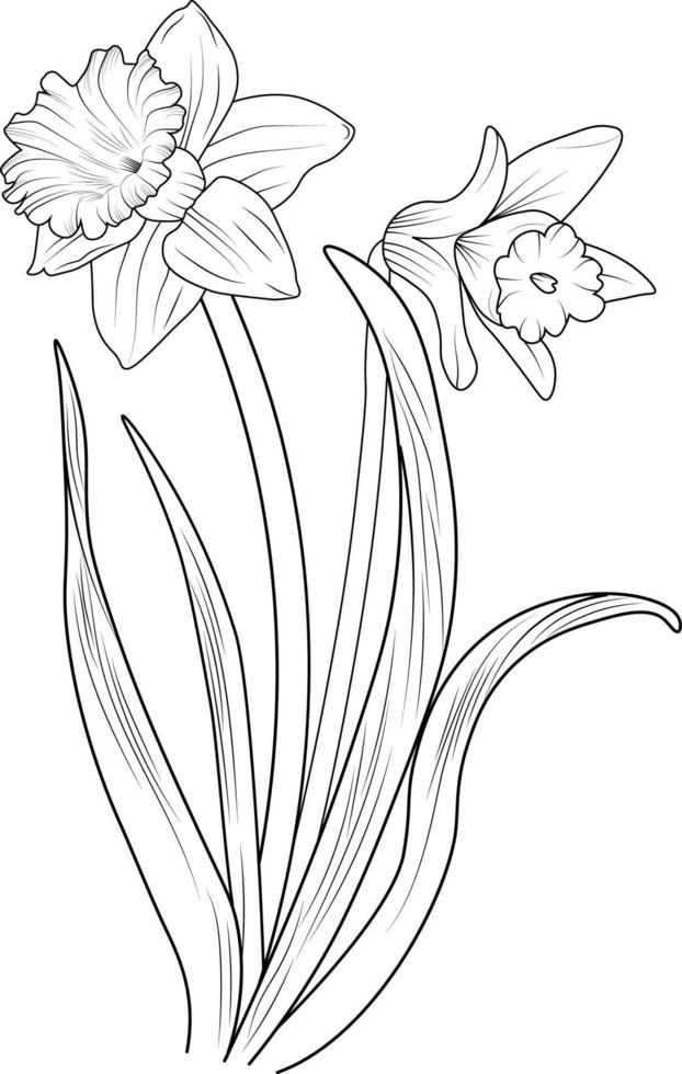 Bouquet of daffodil flower simplicity hand drawn pencil sketch coloring page and book for adults isolated on white background floral element illustration ink art. vector