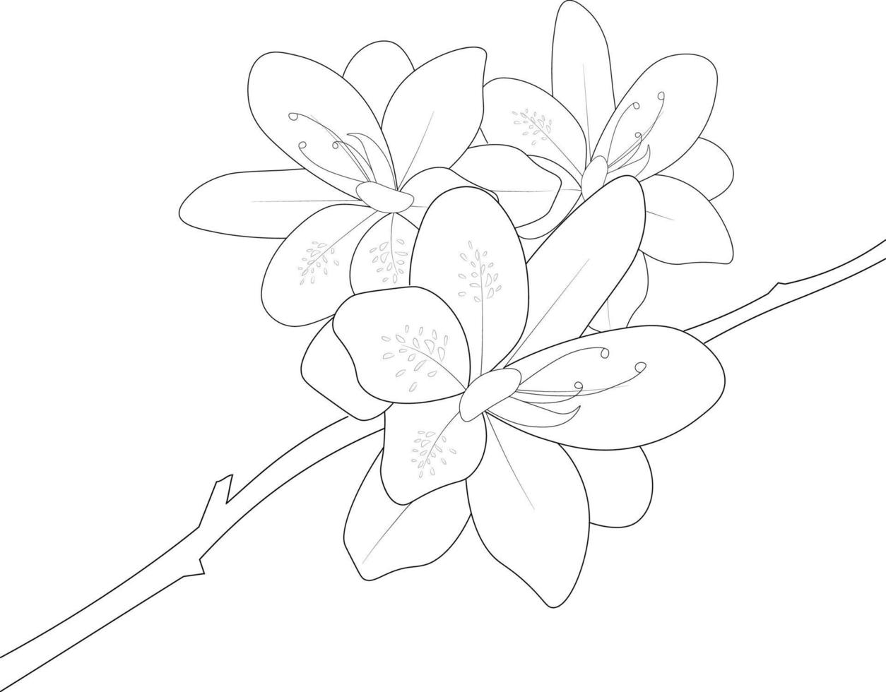 Illustration of sketch contour bouquet Azalea flowers hand-drawn coloring book of artistic, blossom flowers narcissus isolated on white background, sketch art leaf branch botanic collection. vector