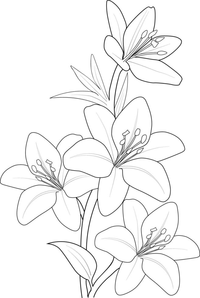 Hand-drawn lily flower bouquet vector sketch illustration engraved ink art botanical leaf branch collection isolated on white background coloring page and books.