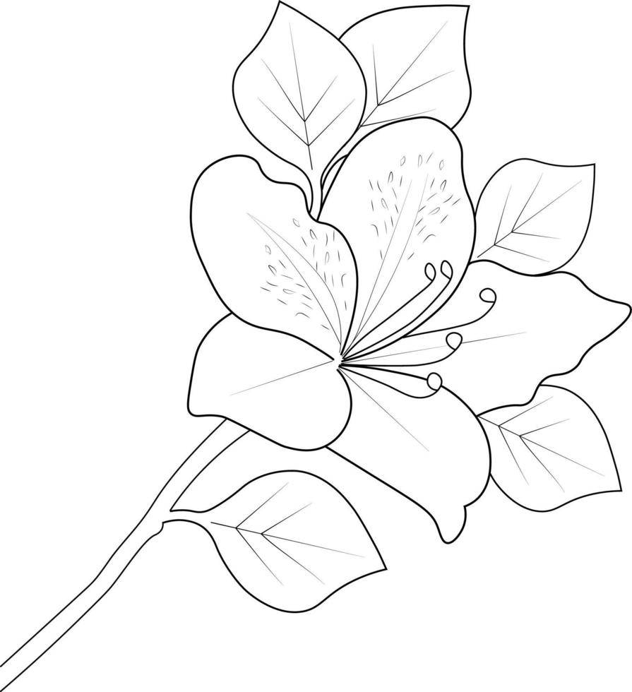 Azalea flower coloring book Isolated flower hand drawn vector sketch illustration, botanic collection branch of leaf buds natural collection coloring page floral bouquets engraved ink art.