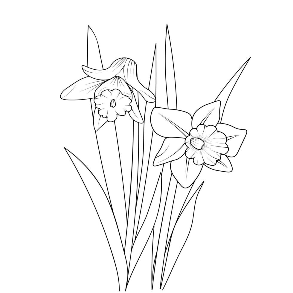 Sketch of outline daffodil flower coloring book hand drawn vector illustration artistically engraved ink art blossom narcissus flowers isolated on white background clip art