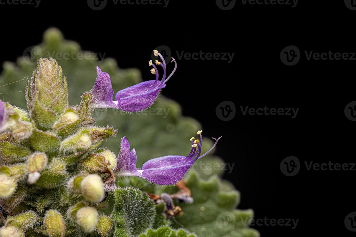 Indian Borage Flower photo