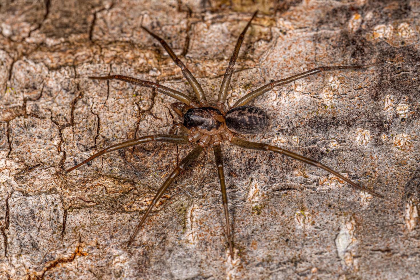 Small Corinnoid Spider photo