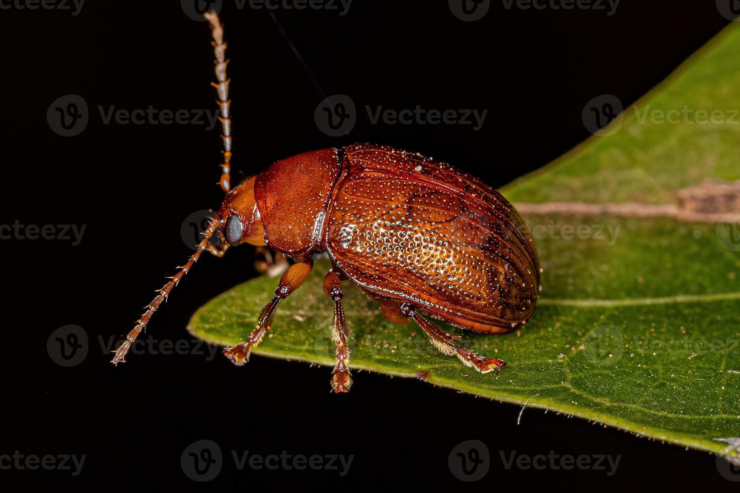 Adult Leaf Beetle photo