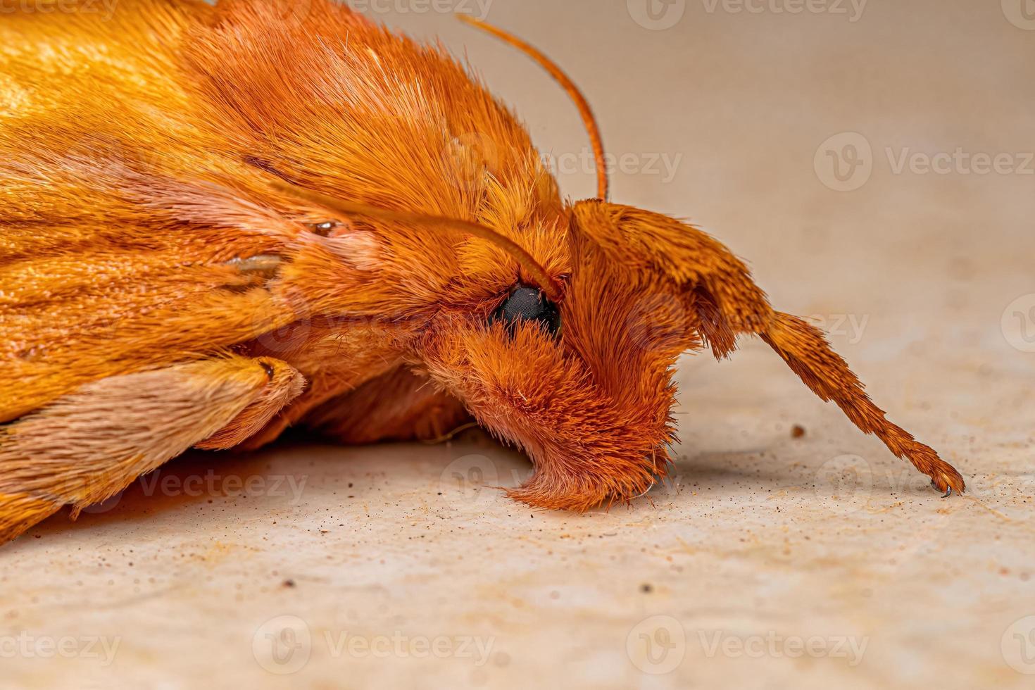 Adult Female Slug Caterpillar Moth photo