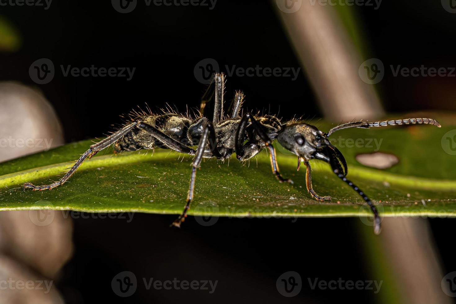hormiga ponerina hembra adulta foto