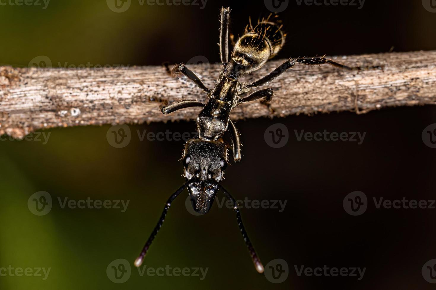 Adult Female Ponerine Ant photo