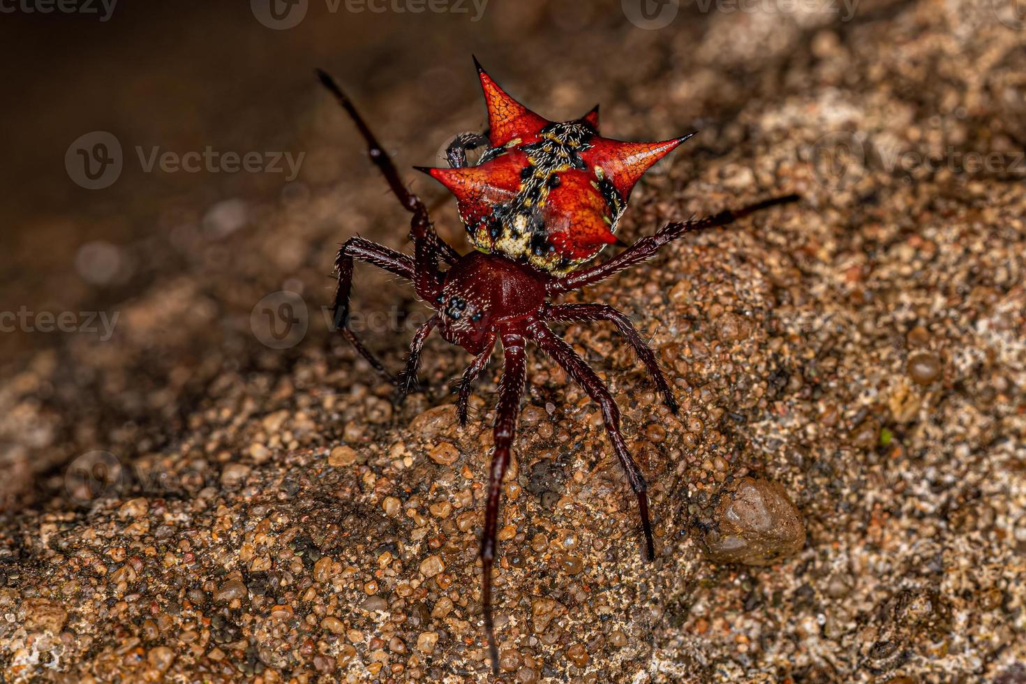 Adult Female Orbweaver photo