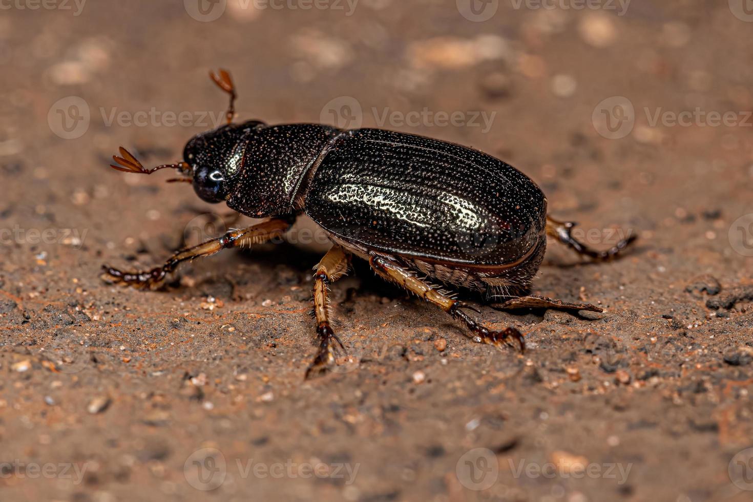 Adult Shining Leaf Chafer Beetle photo