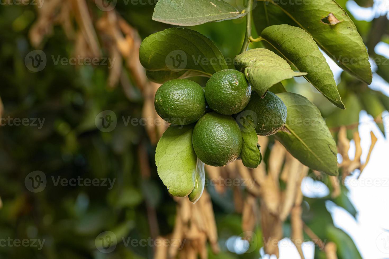 Small Lemon Fruit photo