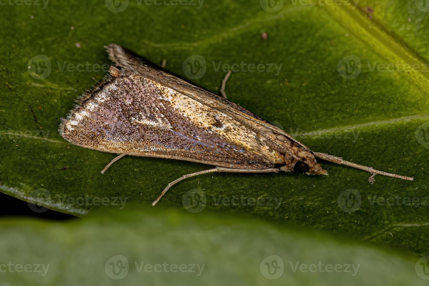 Adult Crambid Moth photo