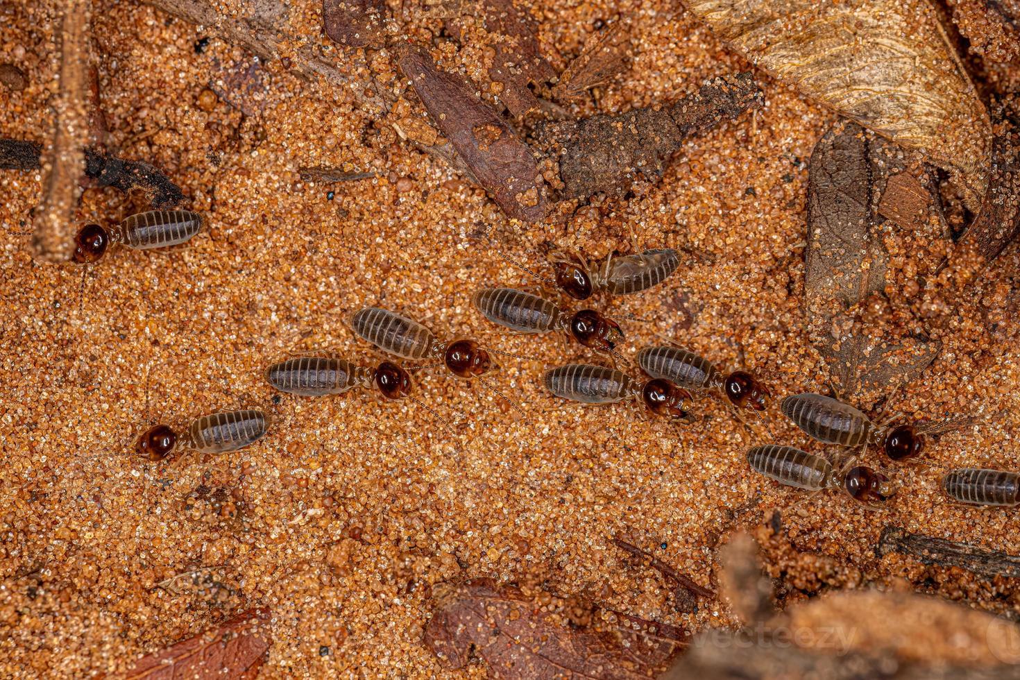 Adult Higher Termites photo