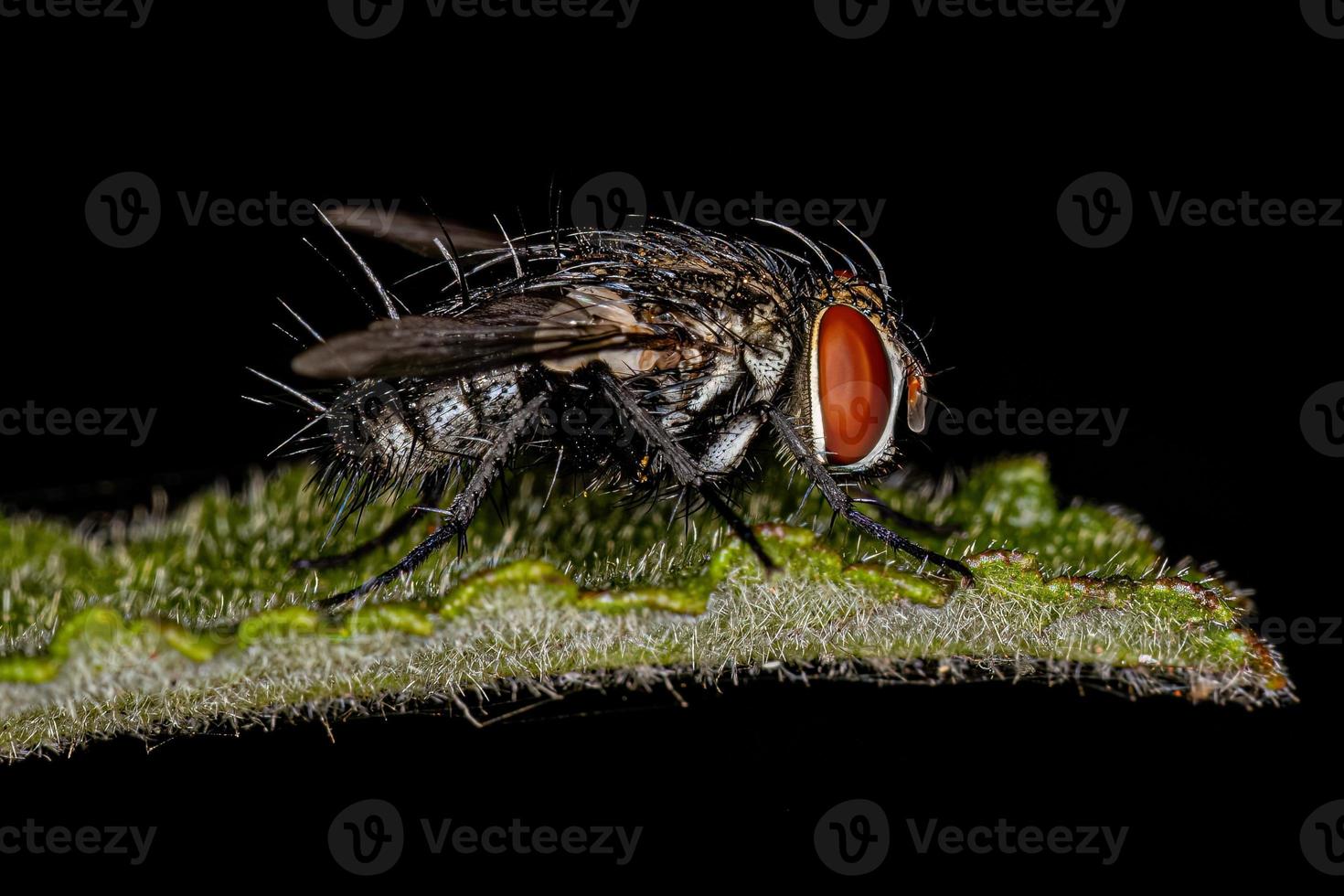 Adult Bristle Fly photo