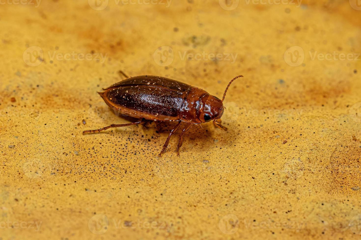 escarabajo buceador depredador adulto foto