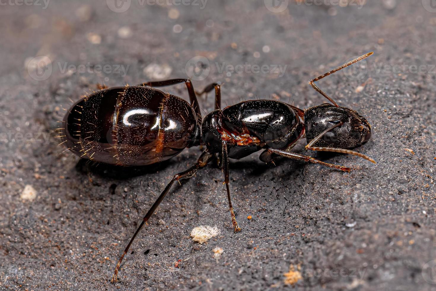 Adult Female Carpenter Queen Ant photo