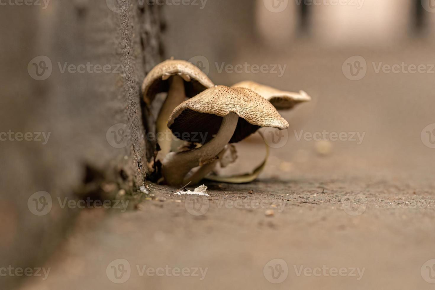 Scalycaps Fungi Mushroom photo