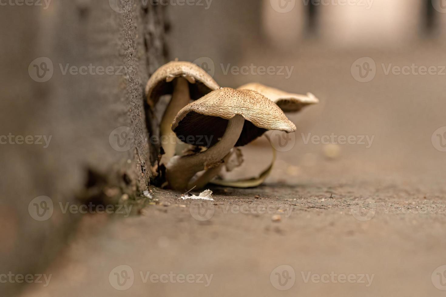 champiñón hongos escamosos foto