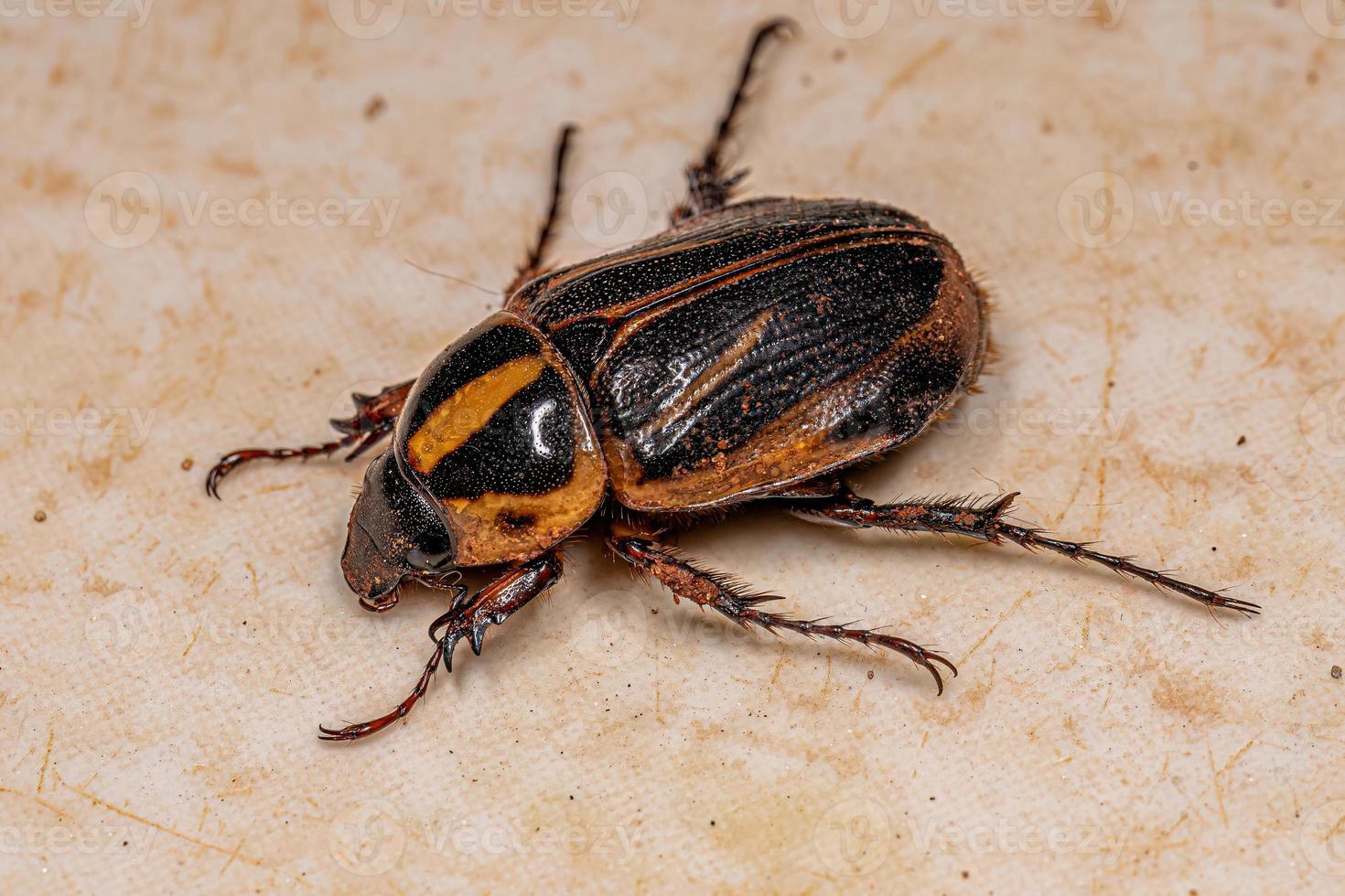 Adult Scarab Beetle photo