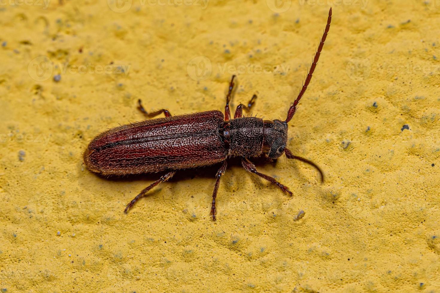 Adult Typical Longhorn Beetle photo