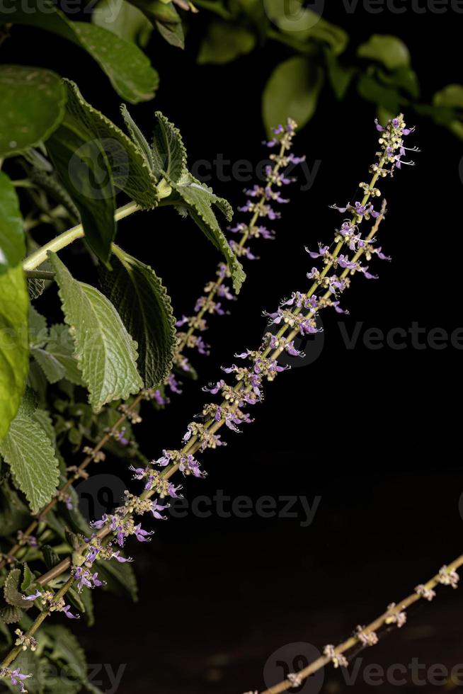 Indian Borage Flower photo