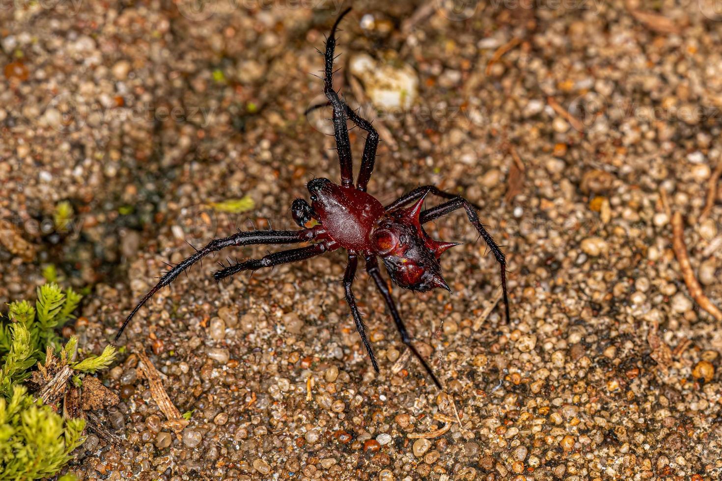 Adult Male Orbweaver photo