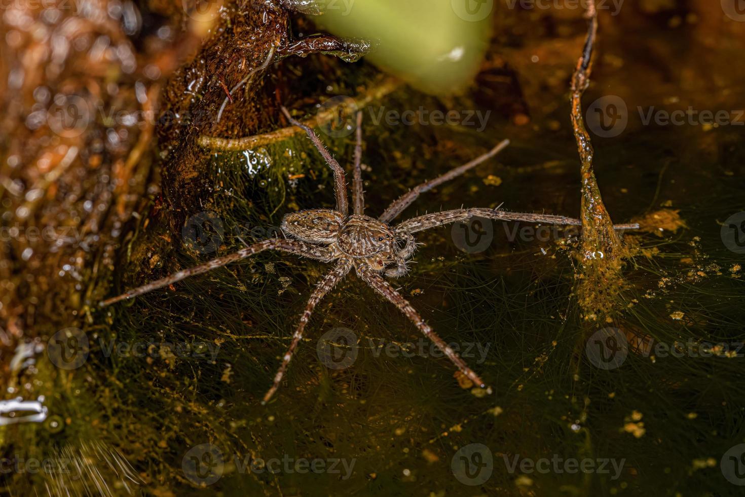 Small Nursery Web Spider photo