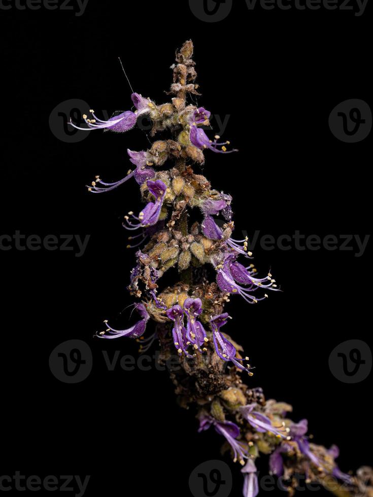 Indian Borage Flower photo