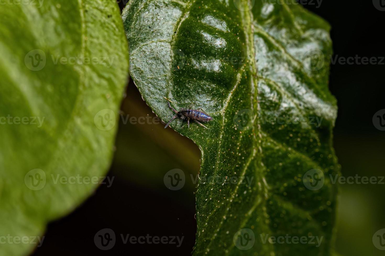 Small Elongate Springtail Arthropod photo