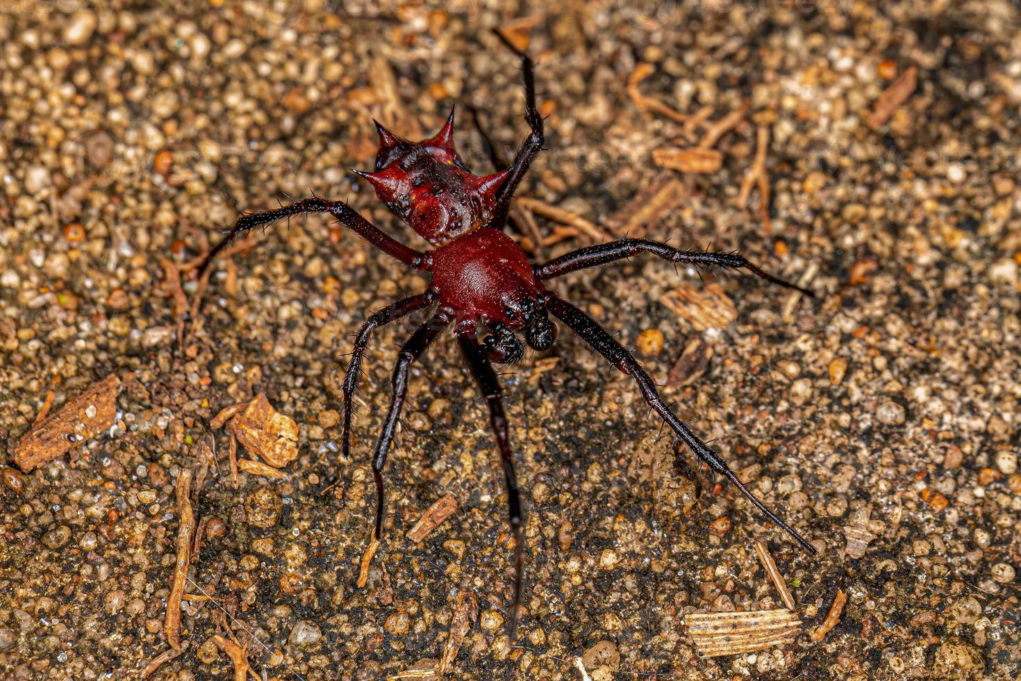 Adult Male Orbweaver photo