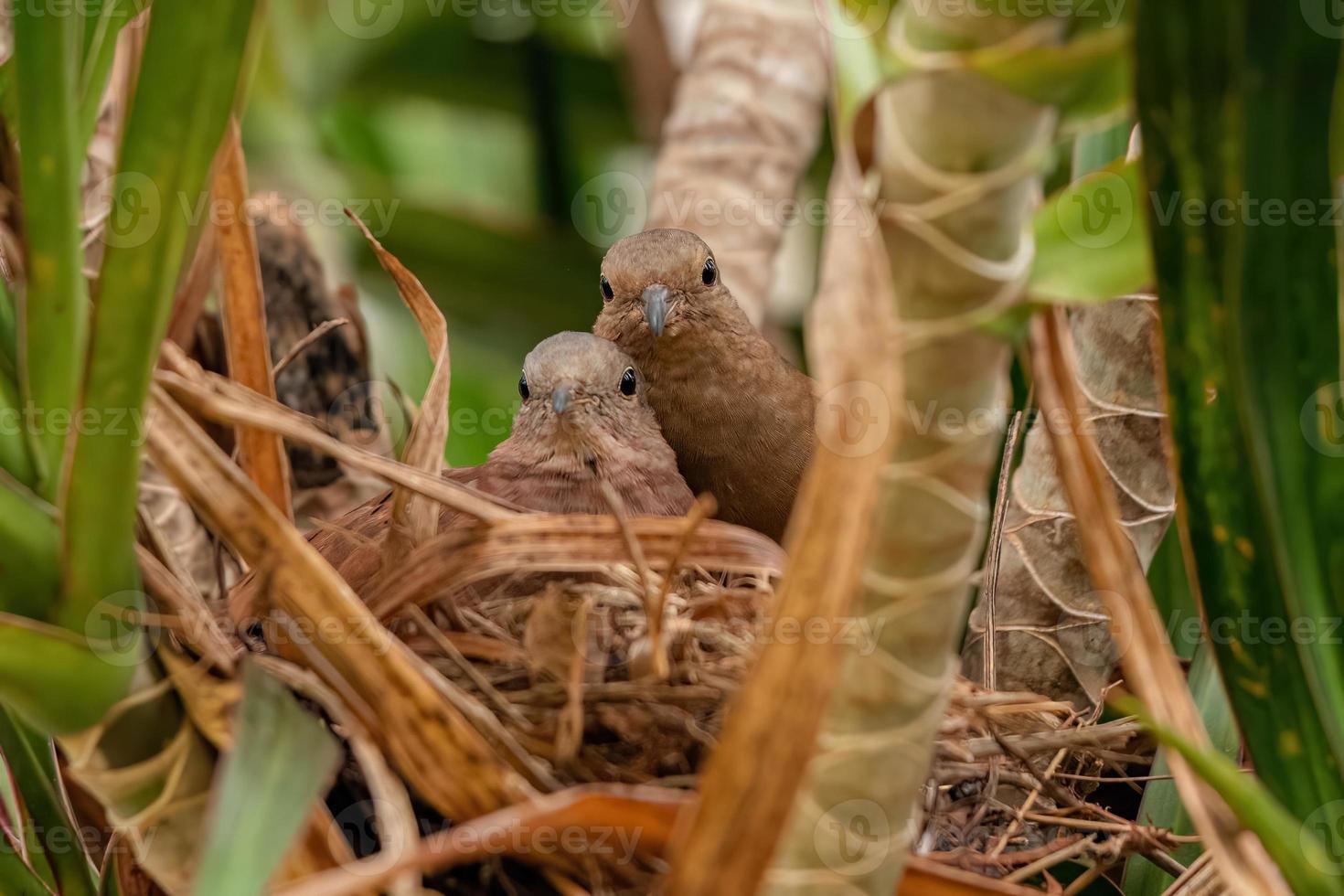 Ruddy Ground Dove photo