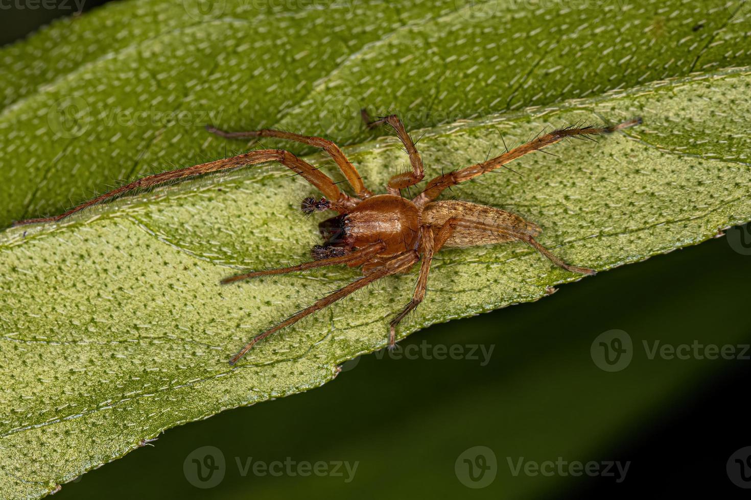 Adult Male Ghost Spider photo