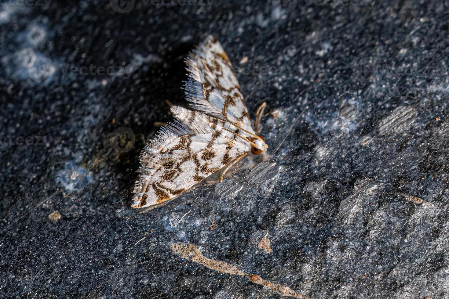 Adult Crambid Moth photo