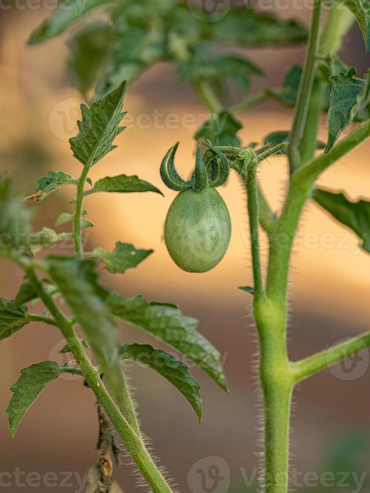 Small green tomato fruit photo