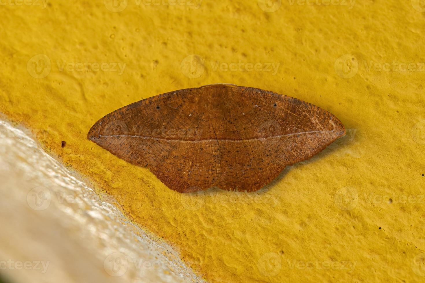 Adult Moth Insect photo