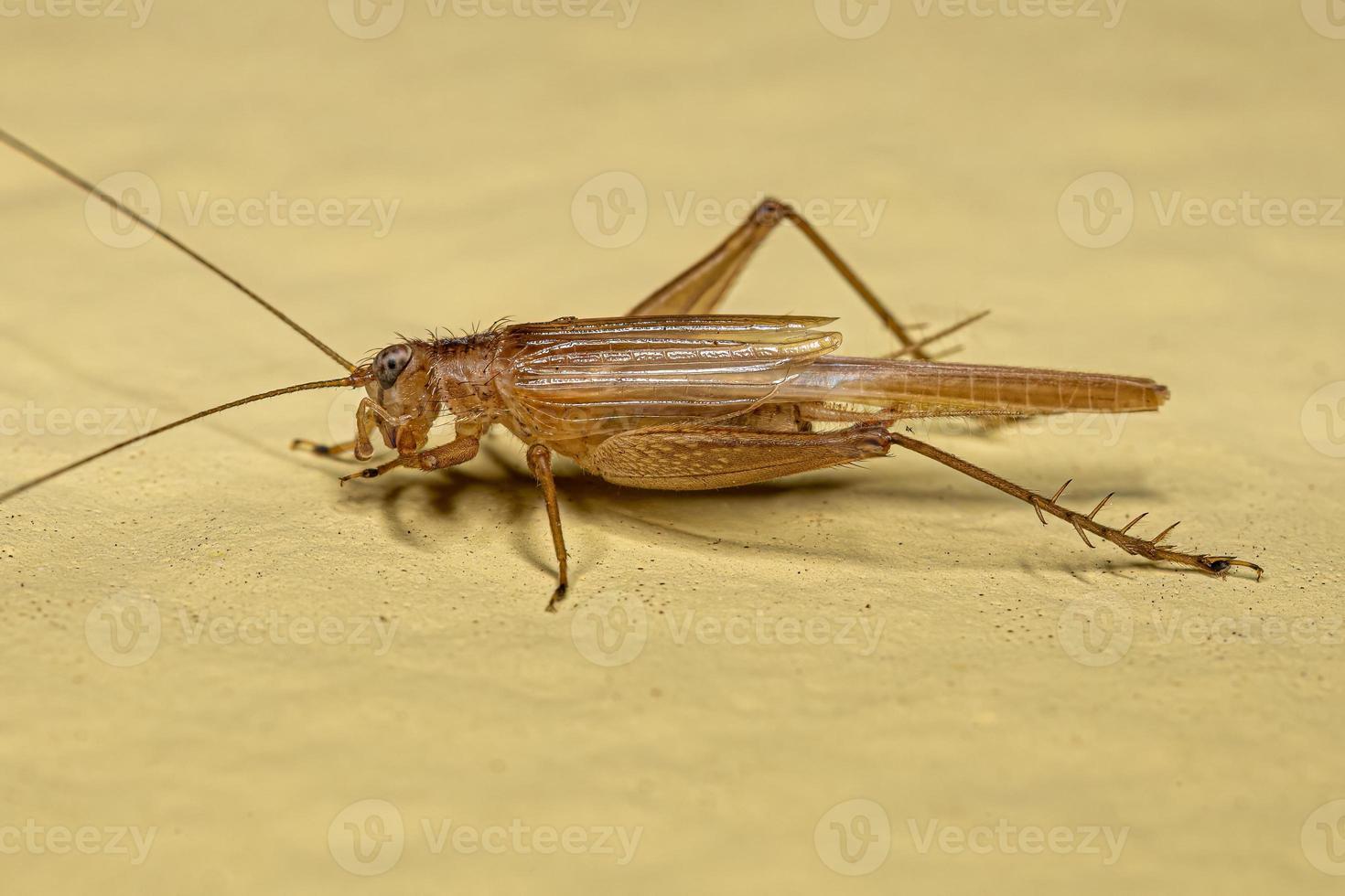 Adult True Cricket photo