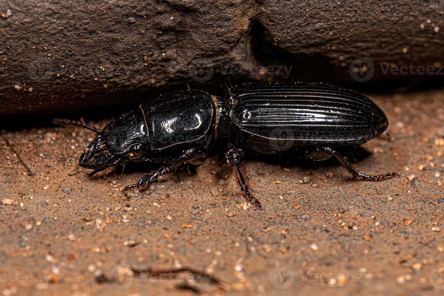 escarabajo de tierra pedunculado adulto foto