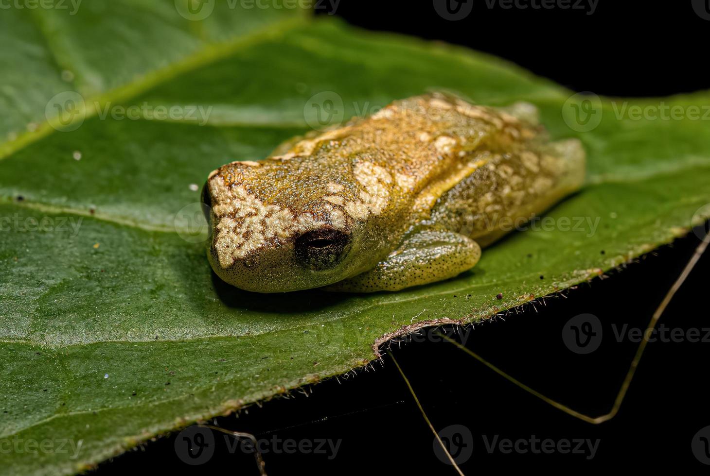 Yellow Tree Frog photo