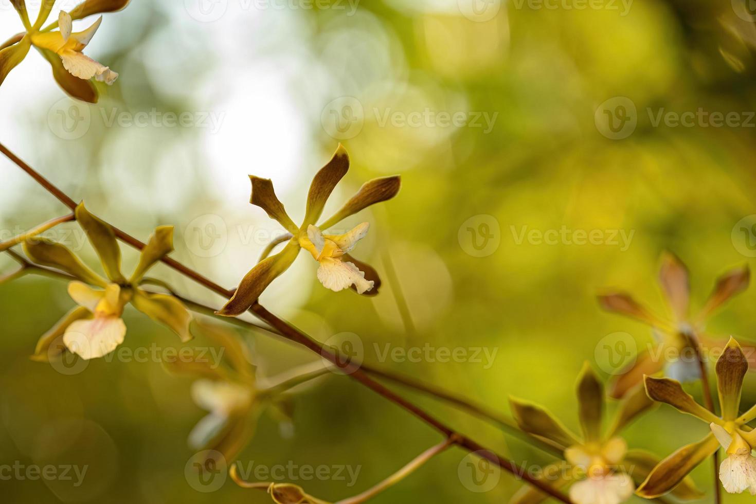 pequeña flor de orquídea 15327878 Foto de stock en Vecteezy