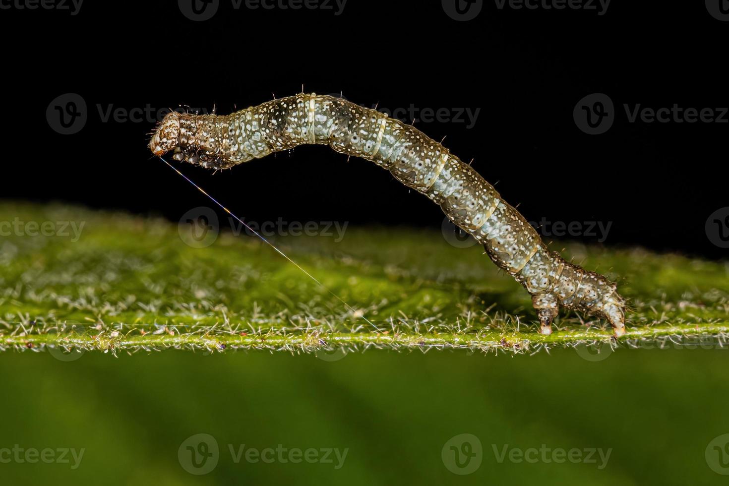 pequeña larva de polilla foto